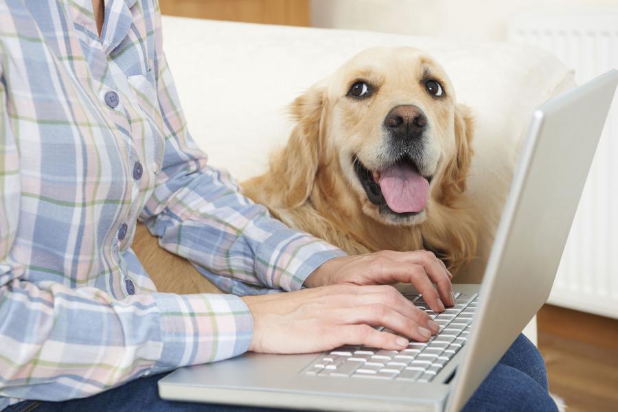 work from home with dog image